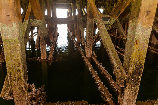 mussels and clams under wooden bridge at millport town at famous touristic cumbrae island at near largs glasgow scotland england UK