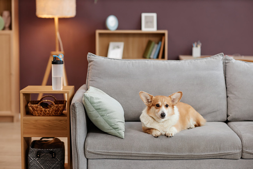 Cozy portrait of cute welsh corgi dog sitting on comfy couch in home interior, copy space
