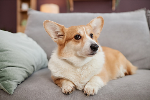 Closeup portrait of cute corgi dog looking at camera while laying on comfy sofa at home
