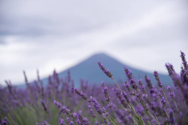 Lavender field and Mt.Fuji in summer