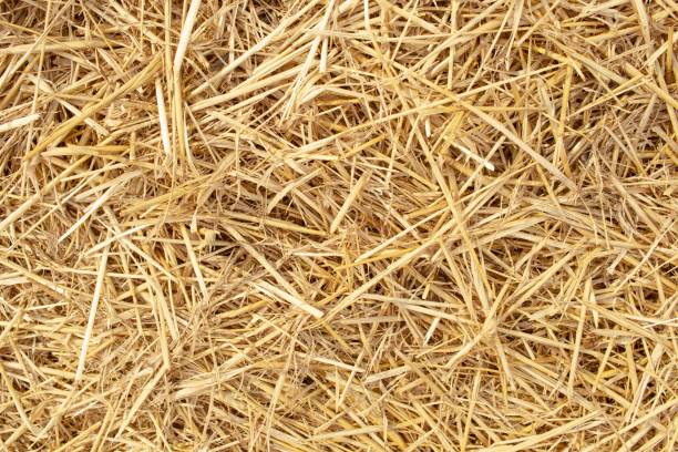 istock Wheat dry straw texture background, beveled wheat, cereal crops, top view 1550465295