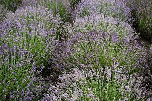 Lavender flowers on a lavender field in Ukraine, lavender plantation