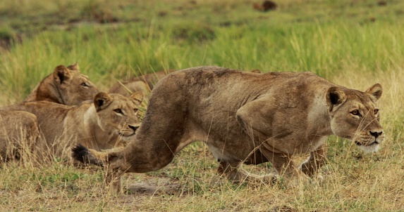 Lioness stalking prey to feed her family