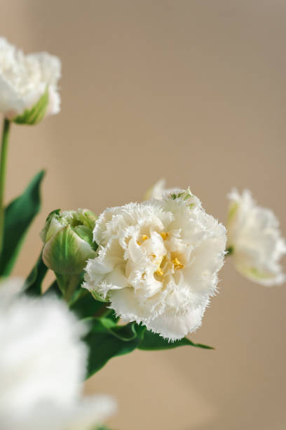 istock Mockup of beautiful white tulips on a beige background. 1550483088