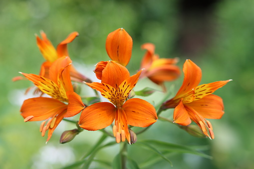 Close up of orange alstroemeria flowers