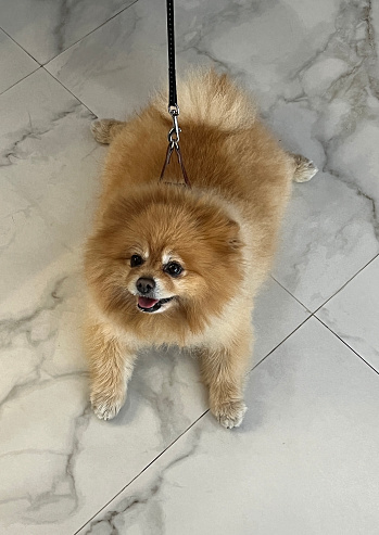 Cute Pomeranian on a leash lying on the floor