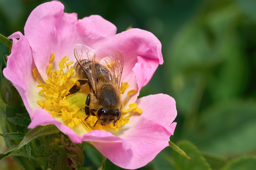 Bee (Western honey bee - Apis mellifera) on the pink flower of a dog rose (Rosa canina) in closeup - Germany