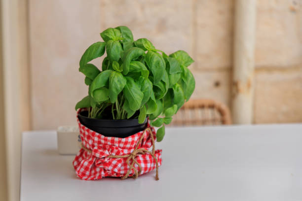 Italian Basil in a vase