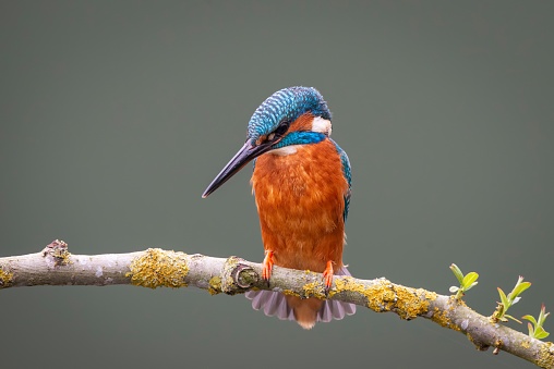 A closeup of a kingfisher perched on a branch