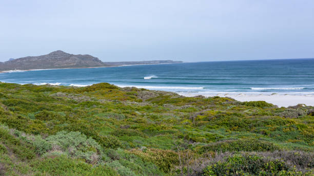 Beach Waves Coastline Atlantic Cape Point Beach coastline vegetation overlooking scenic Atlantic ocean waves landscape at Scarborough Cape Point Cape Town. kommetjie stock pictures, royalty-free photos & images