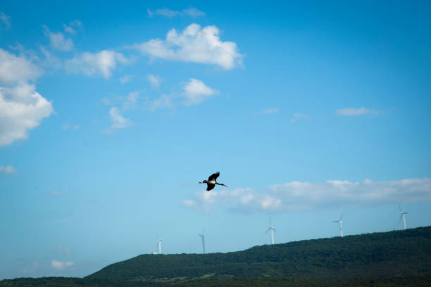 Black Stork in the background of wind panels