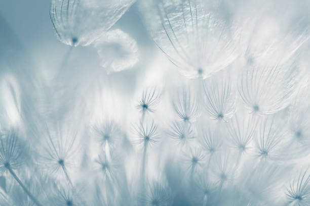 White dandelion in a forest at sunset. Macro image, shallow depth of field. Abstract summer nature background