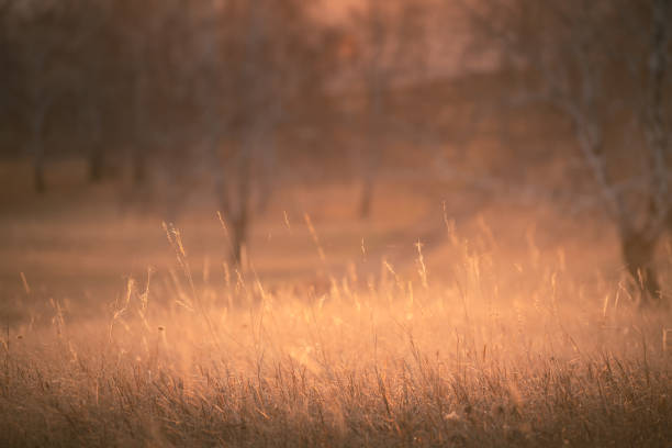 istock Autumn grass in a forest at sunset. Beautiful autumn landscape 1550542826