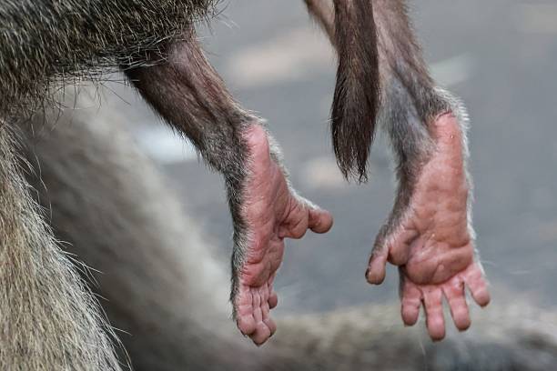 istock Pitter patter of little feet 1550549355