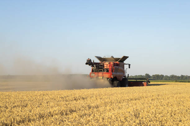 istock Harvesting combine in the wheat. 1550557813