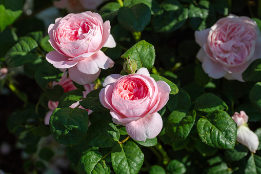 Close up of Beautiful pink sweet princess roses