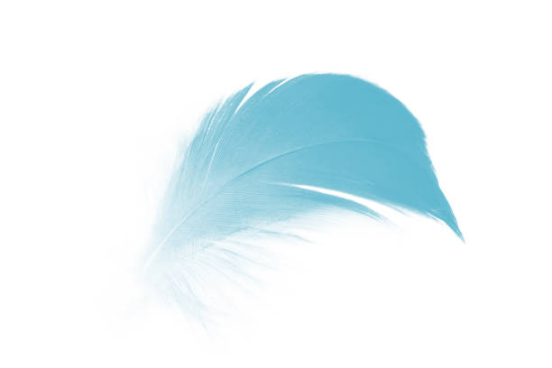 istock Beautiful feather color green turquoise isolated on white background 1550568397