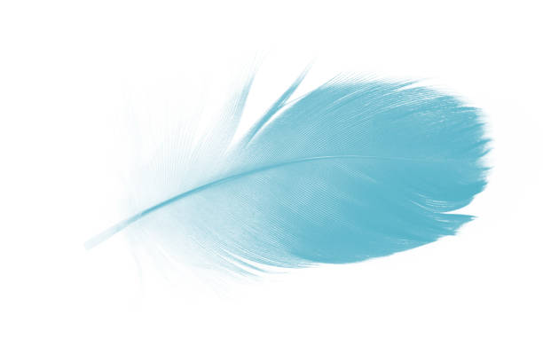 istock Beautiful feather color green turquoise isolated on white background 1550568878
