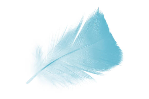istock Beautiful feather color green turquoise isolated on white background 1550568933
