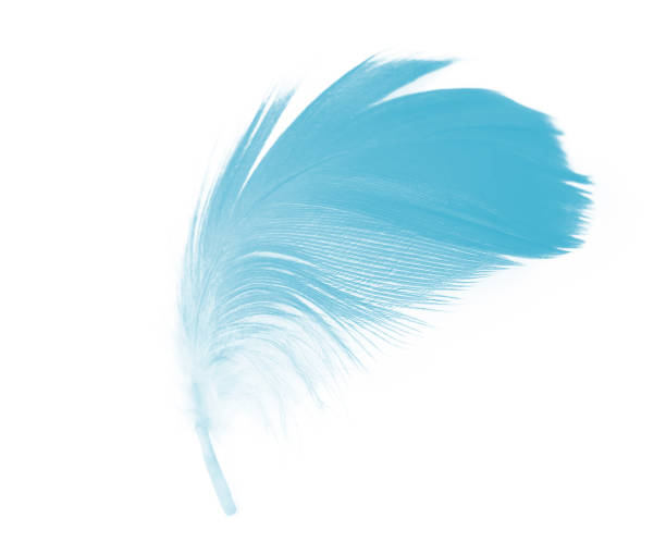 istock Beautiful feather color green turquoise isolated on white background 1550568939
