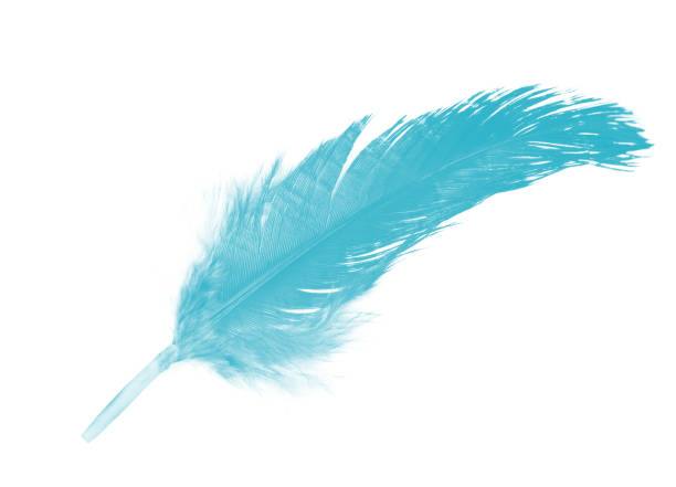istock Beautiful feather color green turquoise isolated on white background 1550570016