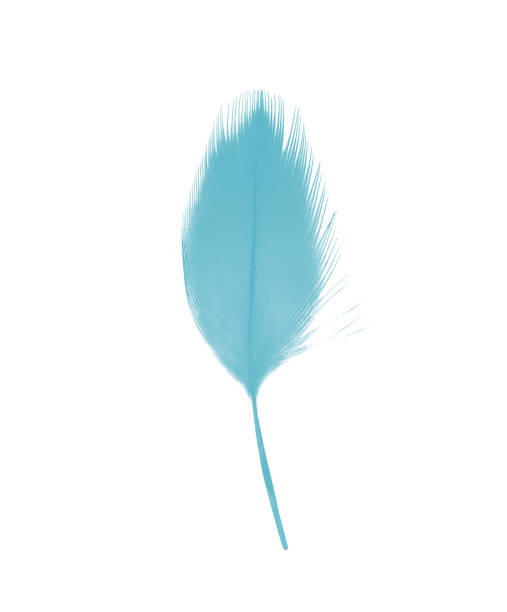 istock Beautiful feather color green turquoise isolated on white background 1550571121