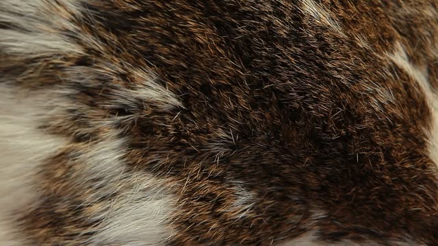 video of natural fur background