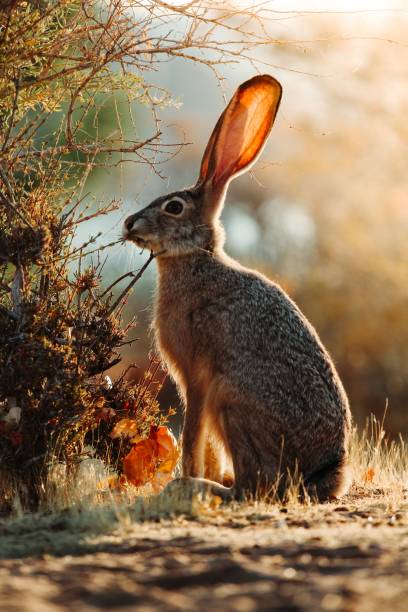 il coniglio ha grandi orecchie e una coda bianca seduta nell'erba - orecchie grandi foto e immagini stock