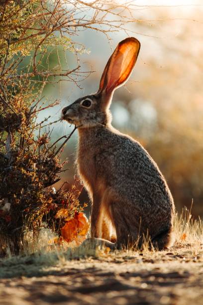 istock the rabbit has big ears and a white tail sitting in the grass 1550598173