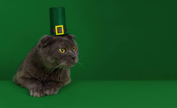 istock Cat in a green hat on a green background with copy space. 1550598355