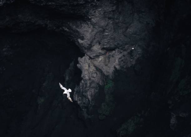 A beautiful small bird flying in the middle of a dark, ethereal cave, with a mysterious atmosphere