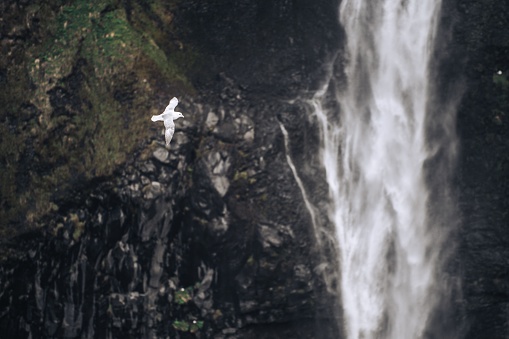 A majestic bird is soaring against a backdrop of a large cascading waterfall