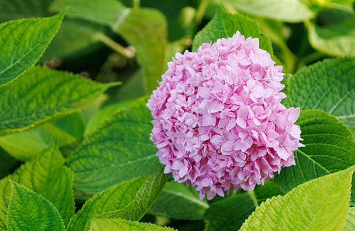 Hydrangea