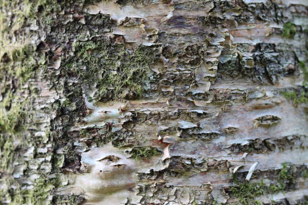 istock Close up of cracked and peeling silver birch bark covered in moss 1550641429