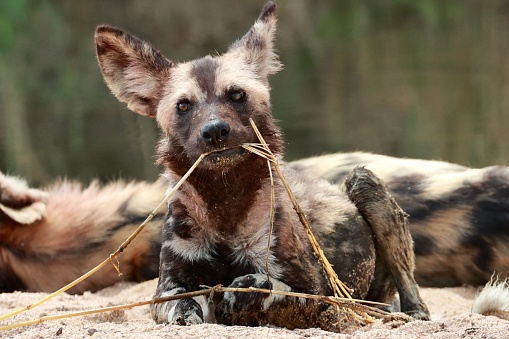 Wild dog playing with branch