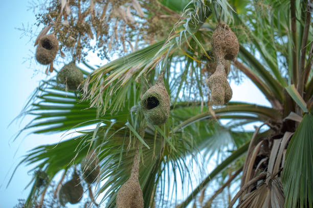 Bird Nests on a palm tree stock photo