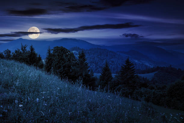 istock glade with coniferous trees on the hillside at night 1550648596