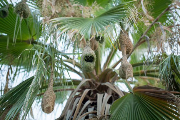 Bird Nests on a palm tree stock photo