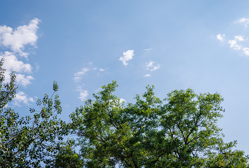 Tree and Sky Background