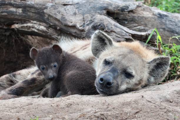 istock Hyena pup at den 1550664362