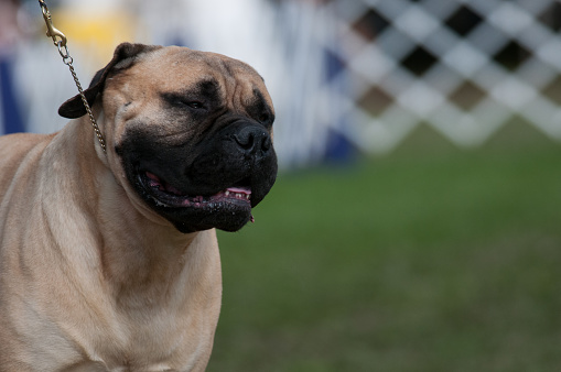 Bullmastiff competing in a conformation event during a dog show in NY