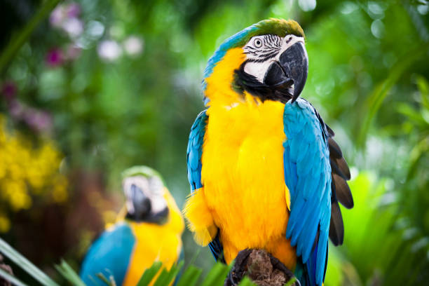 Ara Portrait  gold and blue macaw photos stock pictures, royalty-free photos & images