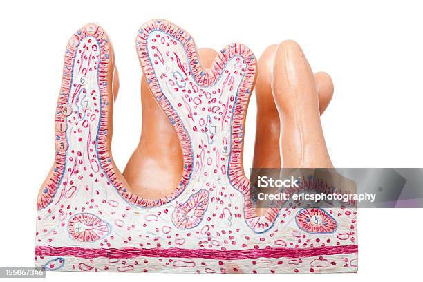 Yeyuno Humanos Sobre Fondo Blanco Foto de stock y más banco de imágenes de Villus - Villus, Intestino humano, Yeyuno