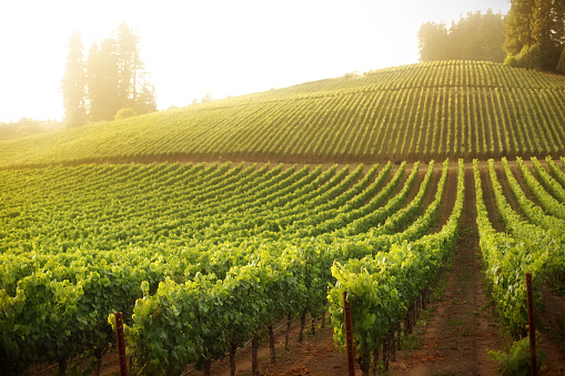 macro view of little grapes stalks and vines growing during spring season, blurred vineyard on the background, scene being illuminated by the sunlight