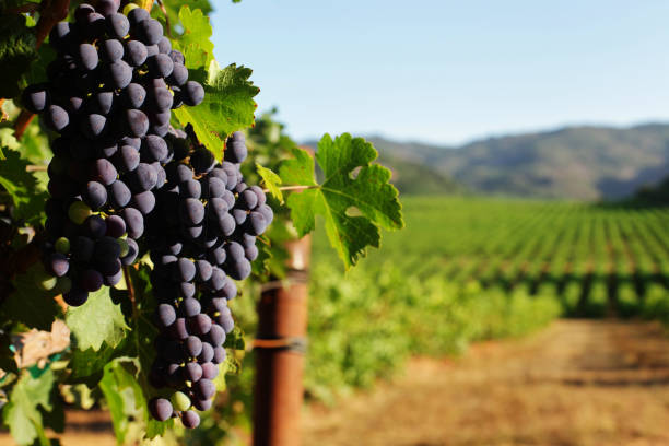 wine grape bunches mit blick auf weingut in sonnigen valley - rebberg stock-fotos und bilder