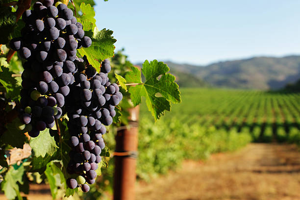 Wine Grape bunches overlooking vineyard in sunny valley stock photo