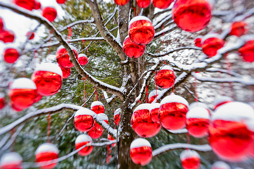 Christmas tree decked out with big red balls. Salzburg, Austria. Canon EOS 5D Mark II  - lens baby-

[url=/file_search.php?action=file&lightboxID=9060030/?refnun=argalis#11a3941][img]http://dl.dropbox.com/u/55784374/Let's-Christmas!.jpg[/img][/url]

[url=/file_search.php?action=file&lightboxID=8317245/?refnun=argalis#7bc2ef4][img]http://dl.dropbox.com/u/55784374/Worldwide-Tree.jpg[/img][/url]