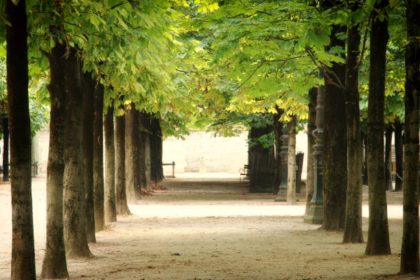 istock Avenue of trees in the summer 1550678045