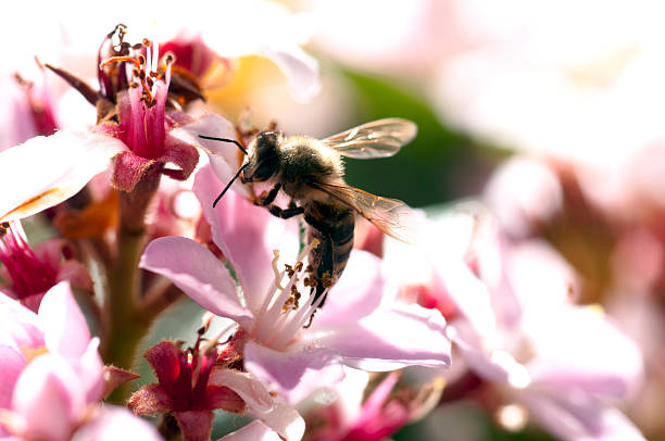 istock Bee collecting pollen from a pink flower. 155067924