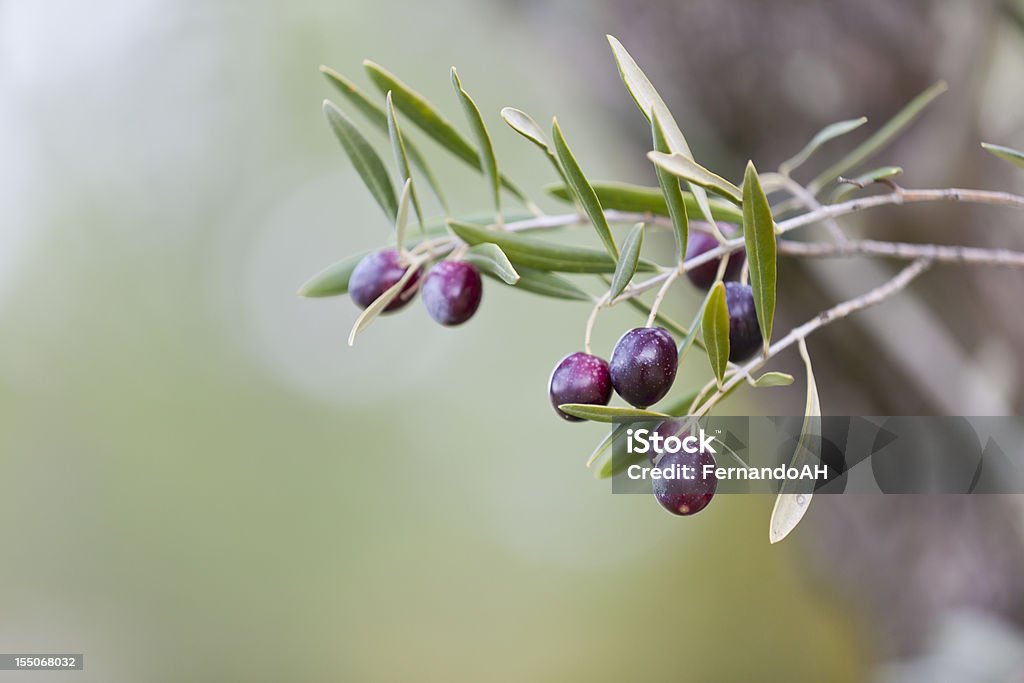 Olives - Foto de stock de Andaluzia royalty-free